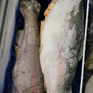 Морская форель