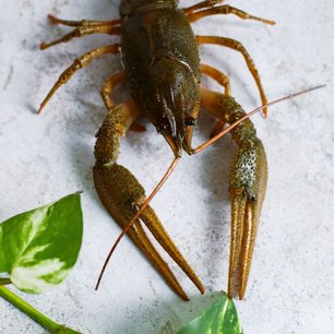 Раки отборные